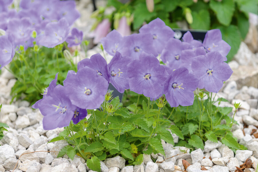 Campanula carpatica var. turbinata 'Foerster' (Carpathian Bellflower)
